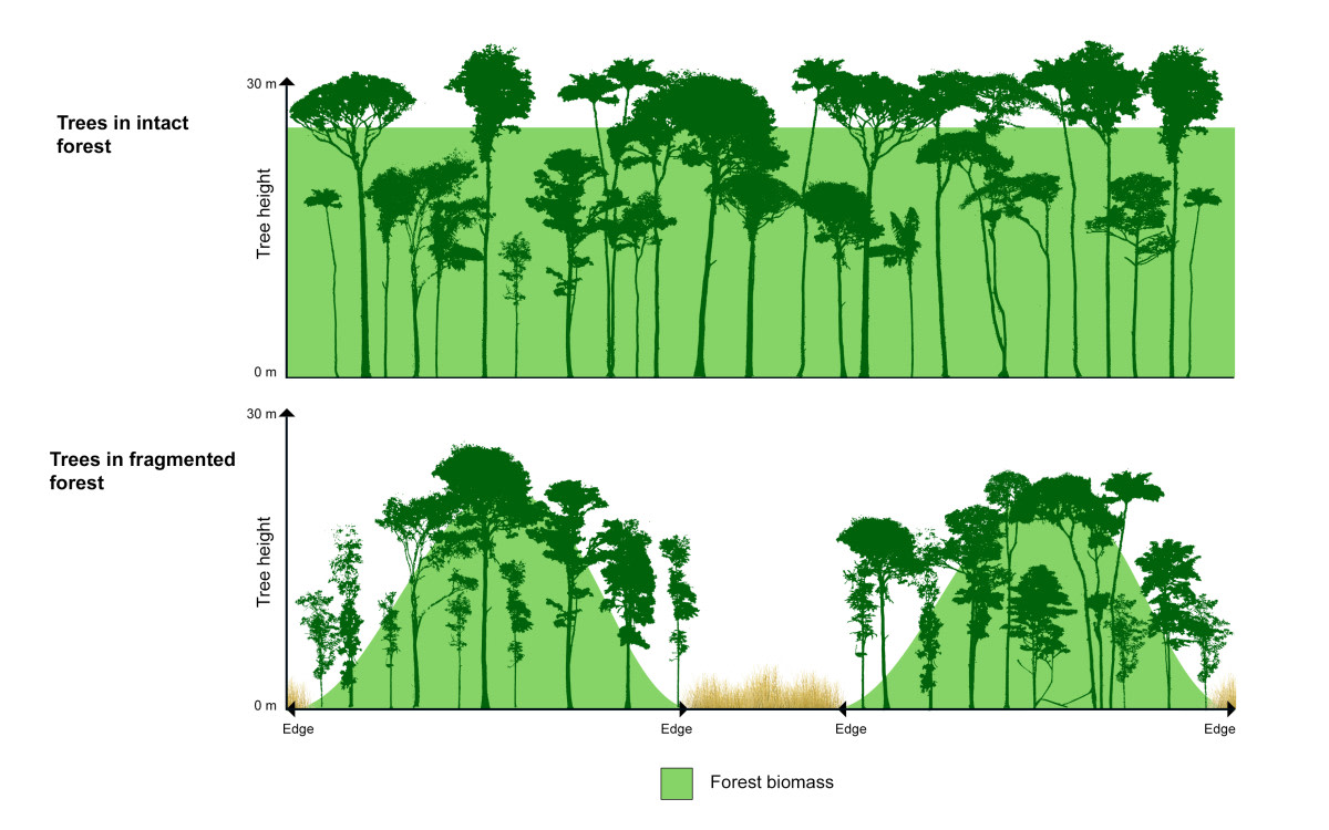 Picture demonstrate trees growing deep in the forest and in fragmented forests in Central Amazonia. So called edge effects are shown in the thickness of tree trunks and symmetry of canopies.