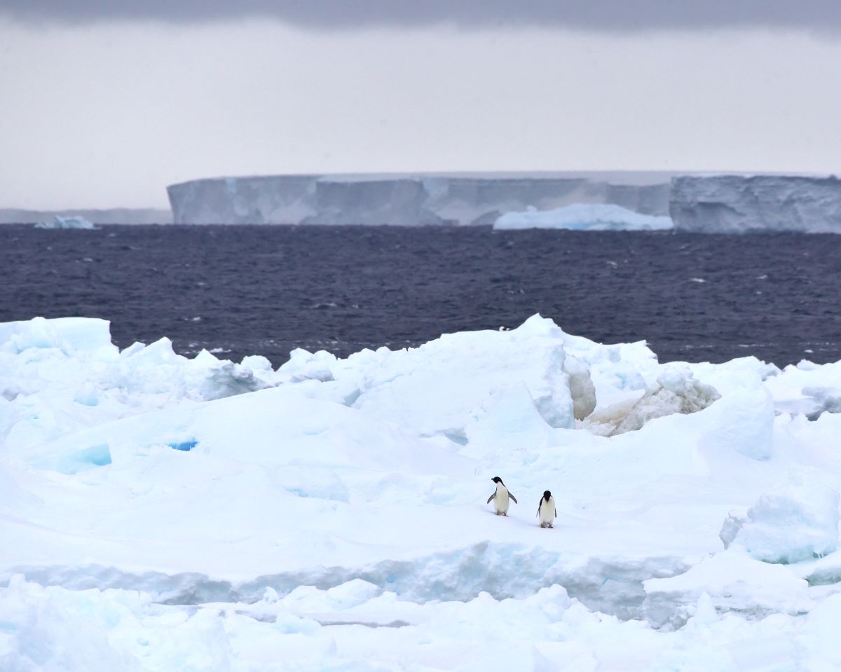 Penguins walking on sea ice. On the back there is open water and an ice shelf with strait edges and flat surface.
