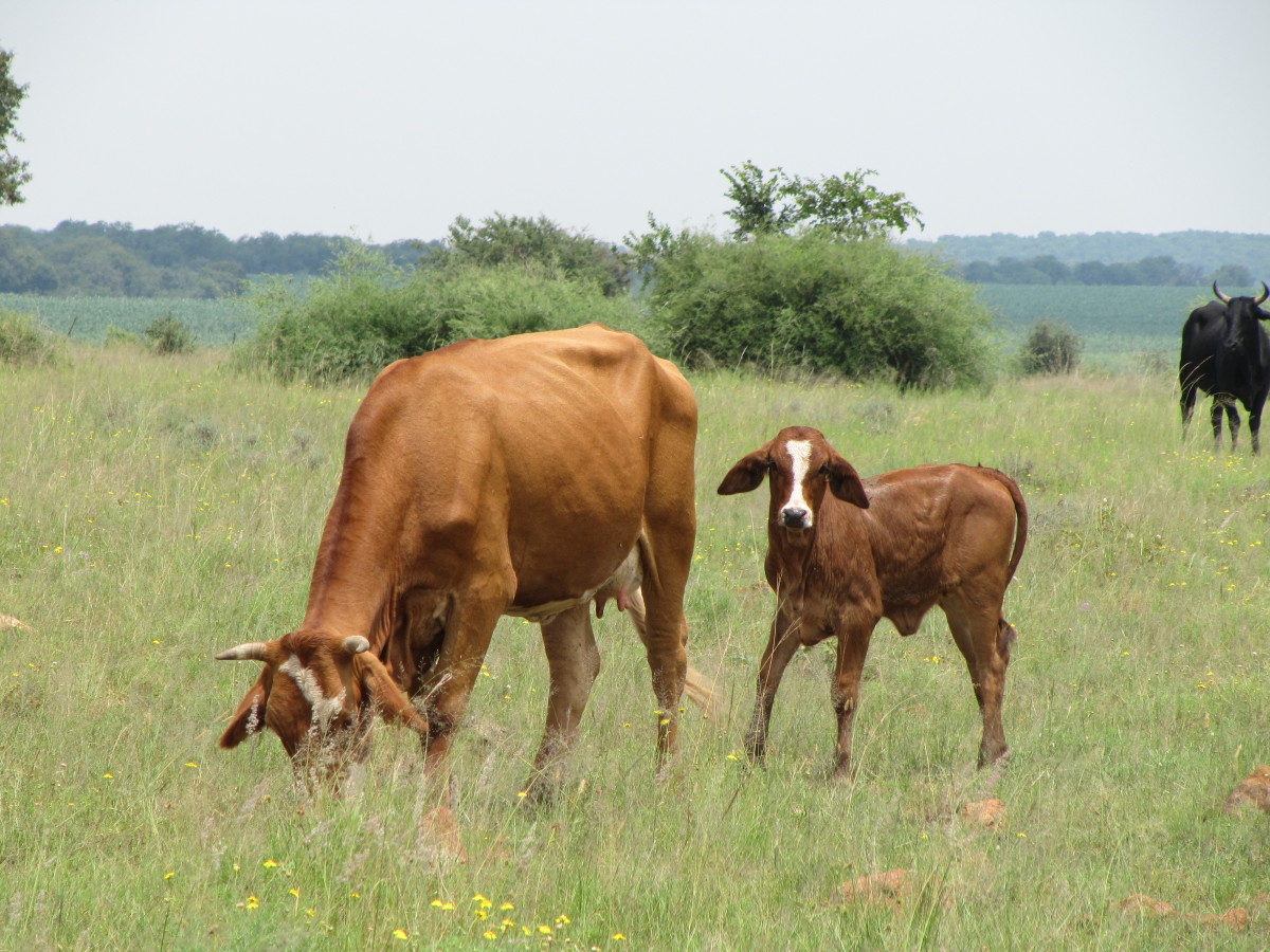 Surroundings of Welgegund Station with cattle.