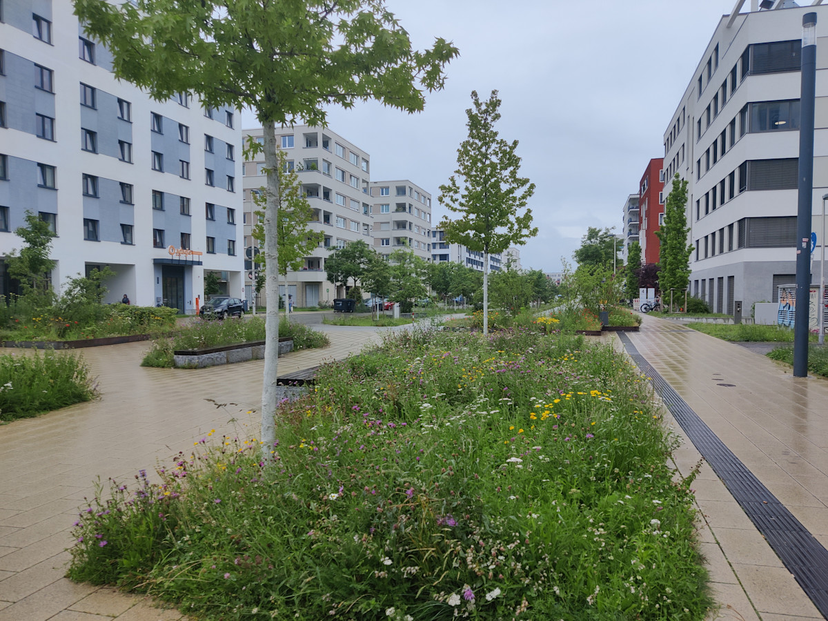 Meadow patches, perennials, and street trees in between buildings and paved surfaces.