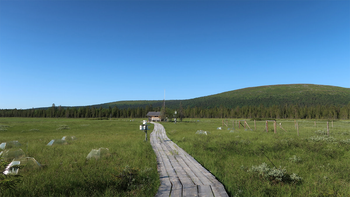 wetland scenery from Northern Finland