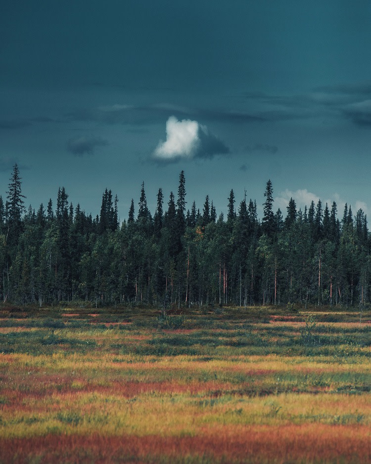 The profile picture of Climate system research unit. The picture holds the atmosphere, a forest and a swamp that reflect the research subjects of the unit.
