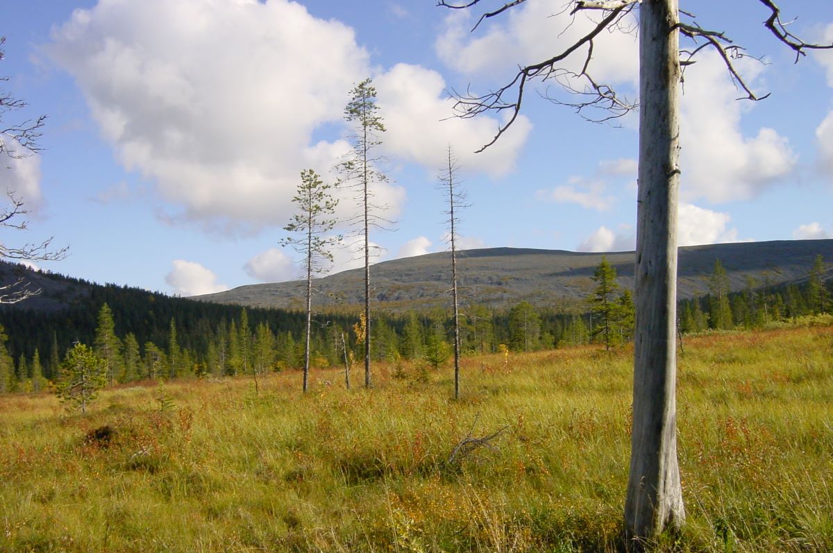 Autumn in Lappland. Fell.